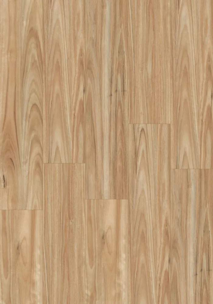 Smooth-Blackbutt Smooth Blackbutt - Image 1